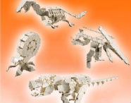   Skeleton of Dinosaur 